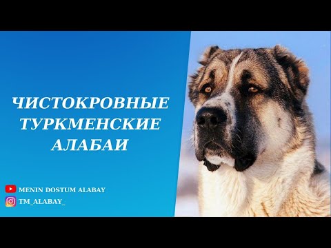 Видео: Чистокровные Туркменские Алабаи. Легендарный Атагельди ага.