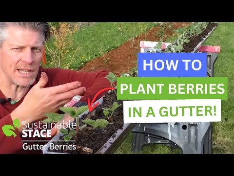 Видео: Как сажать ягоды в желоб!