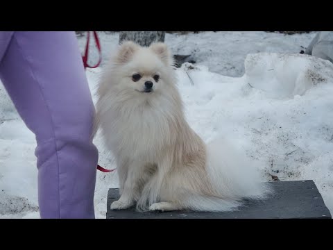 Видео: ДТ-241. Лающий шпиц. Коррекция в группе маленьких собак