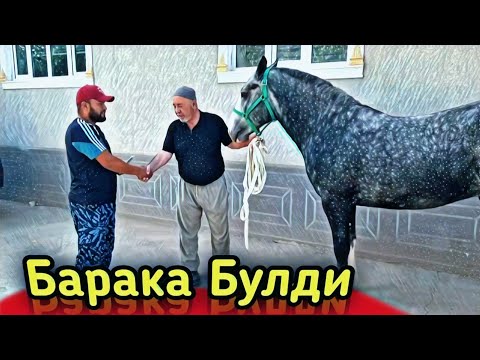 Видео: КРАСАВЧИК ТОЙ СОТИЛДИ..OT SOTILDI. BARAKASINI BERSIN.(Mus Tv)#Otlar #horse #Uloqchiotlar #otbozor