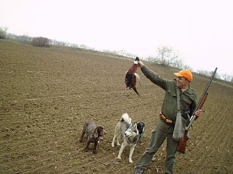 Видео: закрываем сезон охоты на фазана  Молдова Каушаны 17.11.19