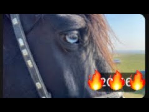 Видео: Сарыағаш мал базар біздің бағада бурынғы бағалармен салыстырып көріңіздер 2022.2023