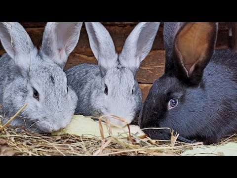 Видео: Кормовая свекла для кроликов!!! [в чем польза и вред]