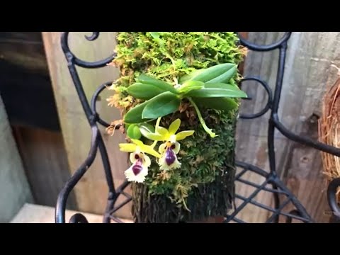 Видео: Мои орхидеи на блоках Haraella retrocalla, Zigopetalum, , Schoenorchis fragrans и многие другие.