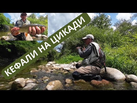Видео: КЕФАЛИ НА ЦИКАДИ