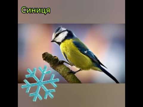 Видео: Ознайомлення з природним довкіллям:"Останній місяць осені - листопад"