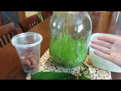 Видео: Наращивание корней у подростка орхидеи Фаленопсис в живом мхе