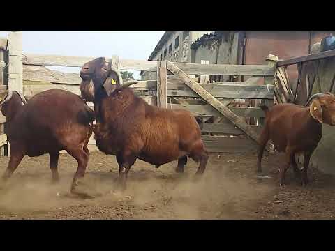 Видео: Калхарские козы и козёл начали осеменение с 1 октября 2023 г., +79054444790
