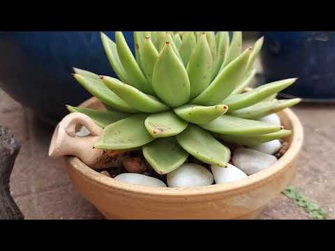 Видео: Мой горшечный садик и...пение птиц 🌞 # Цветочные миксы  🌺🌹# Meine Blumen in Blumentöpfen.. ❤️