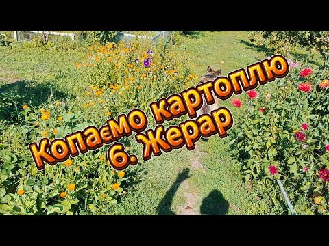 Видео: Копаємо картоплю. 6. Жерар.