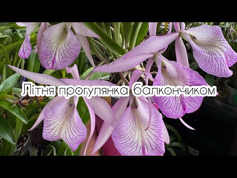 Видео: Прогулянка балкончиком: квіти, бутони та декілька слів про новий для мене спосіб утримання орхідей.