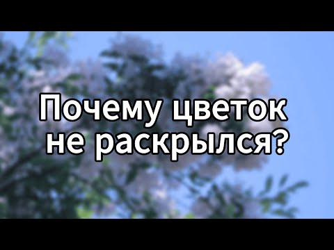 Видео: Мудрость в терпении: Притча о нераспустившемся бутоне