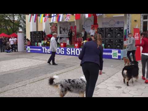 Видео: Млад хендлер - САС Първомай - 2017