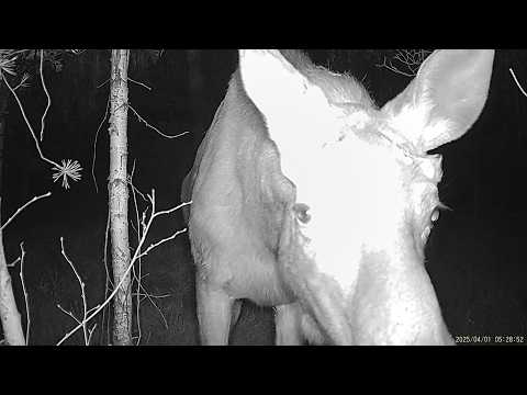 Видео: Проверка фотоловушки. Нашел клад. Прогулка на черное озеро. Suntek HC-950Ultra-li