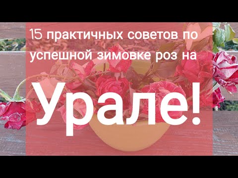 Видео: #о_зимовке_роз  15 правил успешной зимовки роз на Урале!