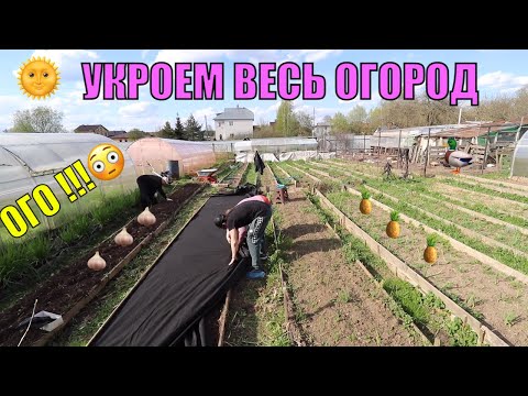 Видео: ЛУЧШИЙ СПОСОБ ПОСАДКИ ОГОРОДНЫХ КУЛЬТУР !!!