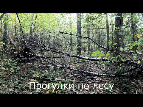 Видео: Прогулки по лесу | Выхожу из леса.  Мой заработок в интернете.