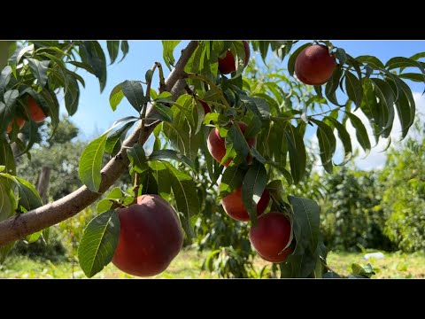 Видео: Персик “Фіделія”