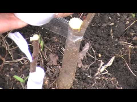 Видео: Прививка черноплодной рябины( аронии)