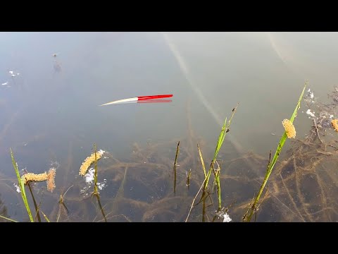 Видео: НЕ УСПЕЛ ЗАБРОСИТЬ в ЛУЖУ...КРУПНЯК КЛАДЁТ! Ночная рыбалка на карася 2023