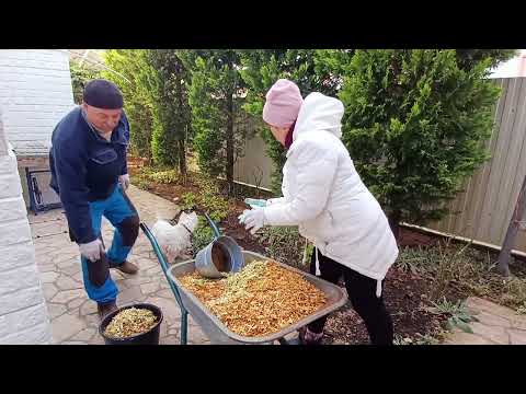 Видео: Самый главный секрет моих красивых цветников.