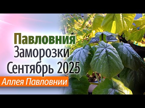 Видео: Аллея Павловнии Результаты заморозка с 29 по 30 сентября 2025 года