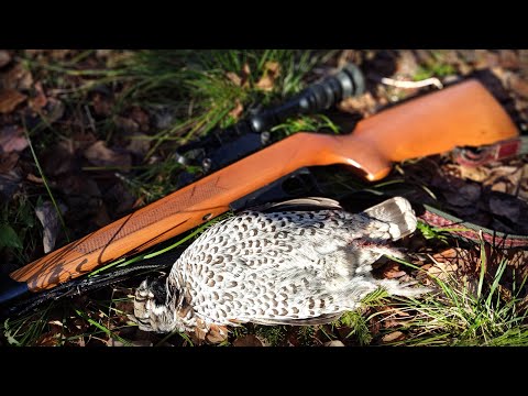 Видео: Мелкашку через плечо, прыгнул на мотоцикл и в тайгу, рябчиков гонять!