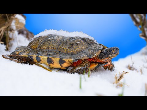 Видео: Спасение черепах в Гарден-Стейт: Черепахи застряли на холоде!