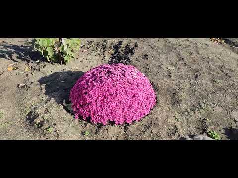 Видео: Великолепие хризантем. КП Южная столица, пос. Южный, ул. Ейская, 03.11.2025. #хризантемы #дача 