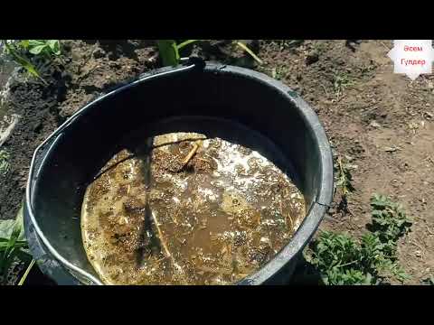 Видео: Сиыр тыңайтқышын қалай қолдану керек?