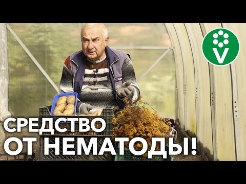 Видео: КАК ОЧИСТИТЬ ПОЧВУ ОТ НЕМАТОД?! Боремся с опасным вредителем НАТУРАЛЬНЫМИ способами!