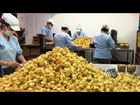 Видео: Золотая ягода сбора урожая и упаковка - сельское хозяйство сельского хозяйства Золотая ягода