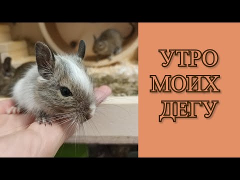 Видео: УТРО МОИХ ДЕГУ // Кормление чилийских белок