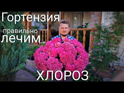 Видео: Гортензия. ХЛОРОЗ и  как его ЛЕЧИТЬ правильно.