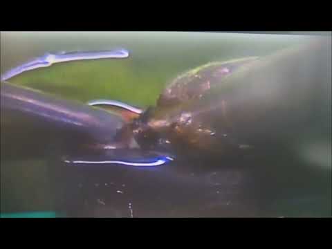 Видео: Полная пропайка панели приборов Ford Focus 2