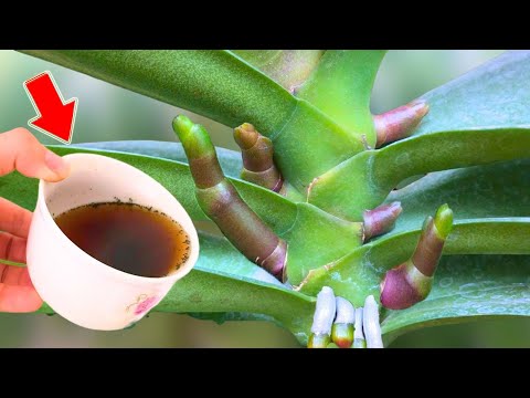 Видео: 1 чашка каждую неделю! Орхидеи сразу же вырастают 1001 новый корень и цветочная ветка!