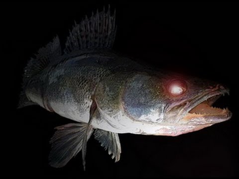 Видео: Трофеи к новогоднему столу. Подводная охота 27.12.2016. Судаки и Чёрный Амур. 2 "P" аnd "М")))