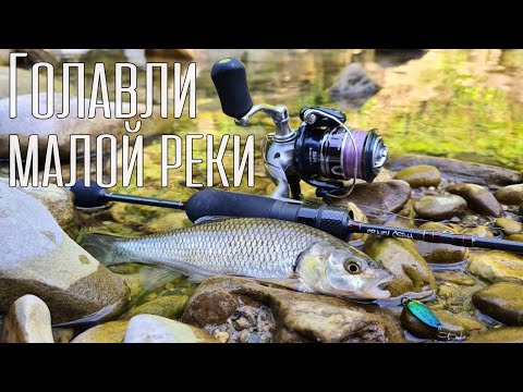 Видео: ОЖИДАНИЕ ТОГО СТОИЛО! Голавли малой реки