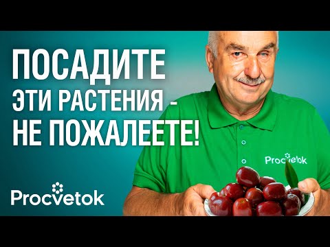 Видео: НИКТО НЕ САЖАЕТ ЭТИ РАСТЕНИЯ, А ЗРЯ! Их плоды обладают невероятным вкусом и пользой