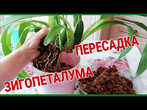 Видео: Пересадка Орхидеи Зигопеталум, убегающей из горшка)).Быстрая пересадка!/ПЕРЕСАДКА ОРХИДЕИ пошагово.
