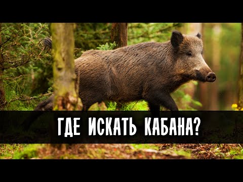 Видео: ✅ ОХОТА НА КАБАНА. ГДЕ ИСКАТЬ ДИКОГО КАБАНА? where to look for a wild boar?