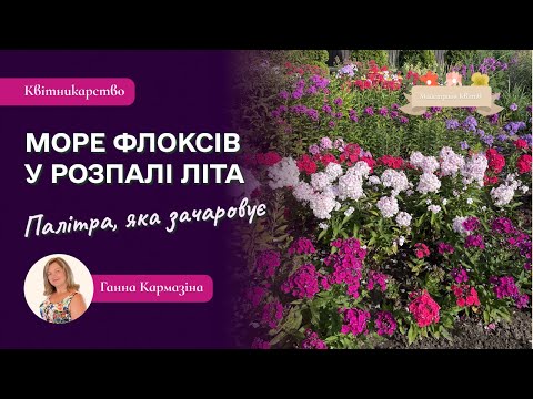 Видео: Море флоксів у розпалі літа: палітра, яка зачаровує”