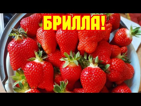 Видео: Клубника Брилла, суперурожайный ультраранний сорт!