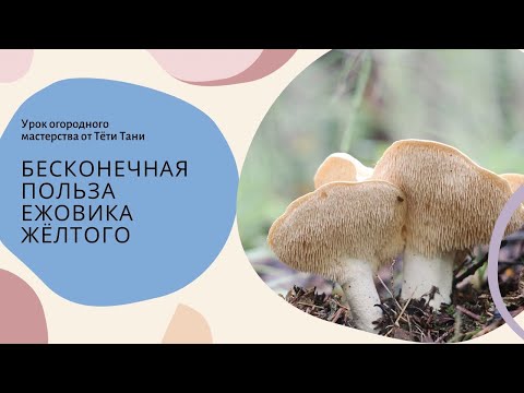 Видео: 586. Ежовик жёлтый дороже денег!