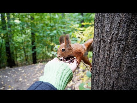 Видео: Белочка с красивыми ушками