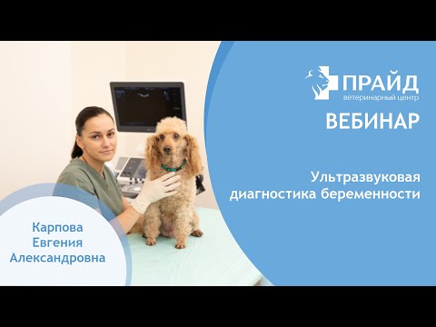 Видео: Ультразвуковая диагностика беременности у животных