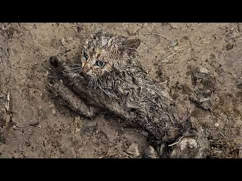 Видео: Слабого кота обижала злая собака, он поднял лапы в знак пощады. К счастью, помощь пришла.