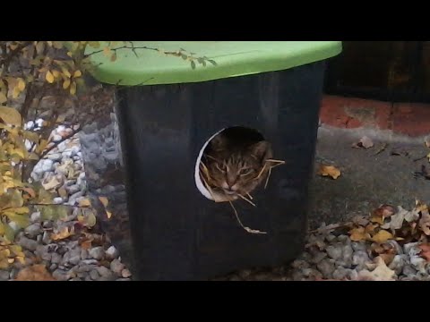 Видео: Самодельный уличный приют для местных кошек