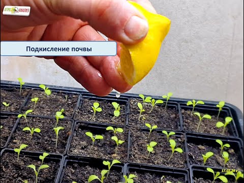 Видео: Подкисление почвы
