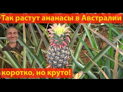 Видео: Поле. Ананас. Целое поле ананасов! (видео 284)